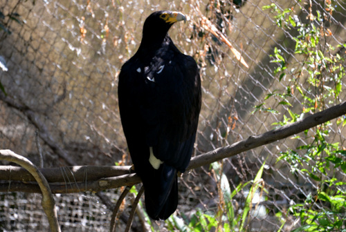 World of Birds Wildlife Sanctuary.